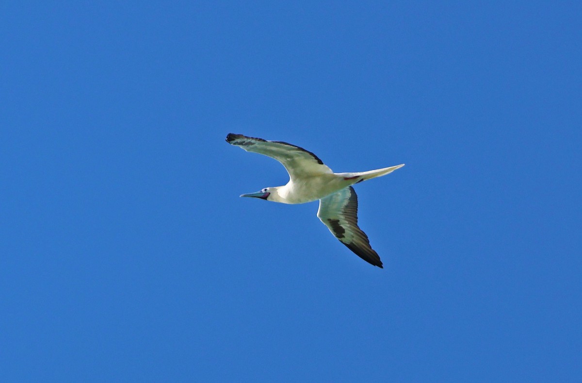 Red-footed Booby - ML614628366