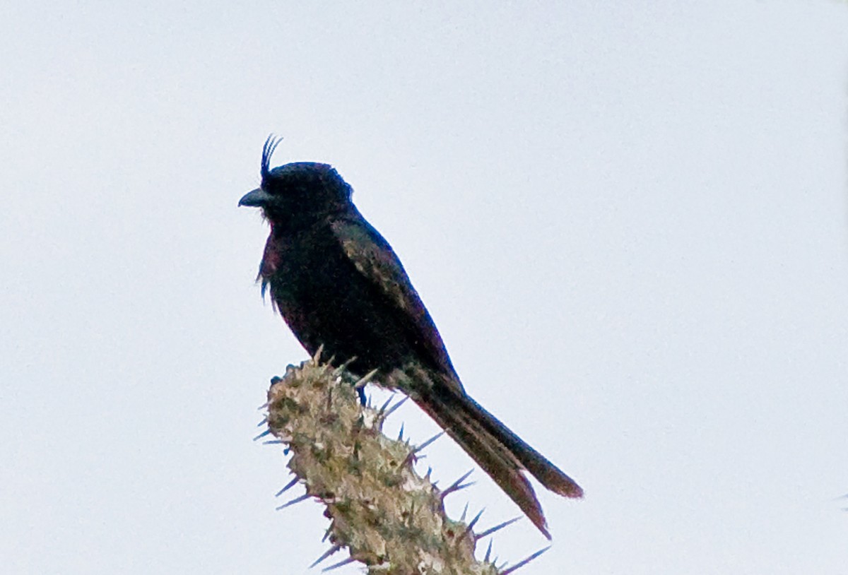 Crested Drongo - Russell Scott
