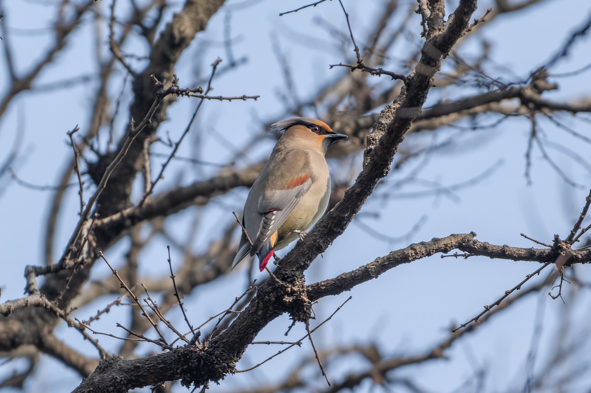 Japanese Waxwing - ML614628657