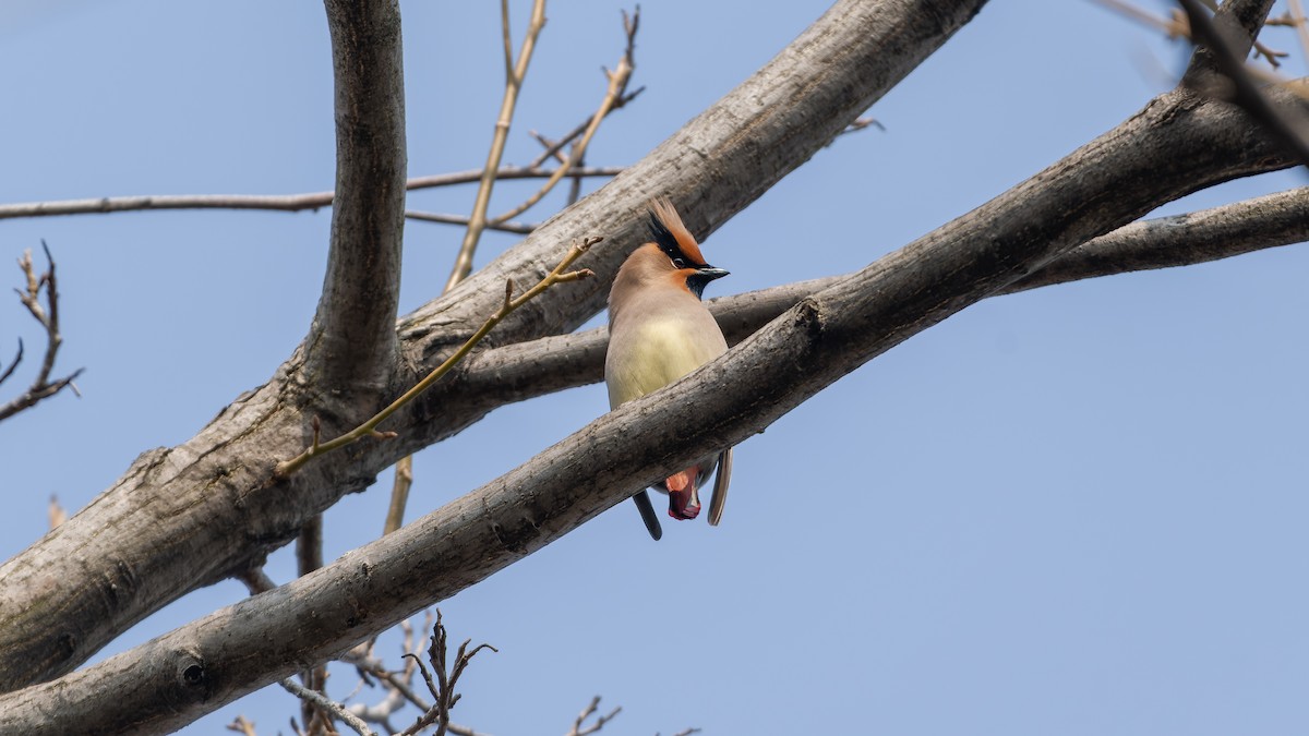 Japanese Waxwing - ML614628658