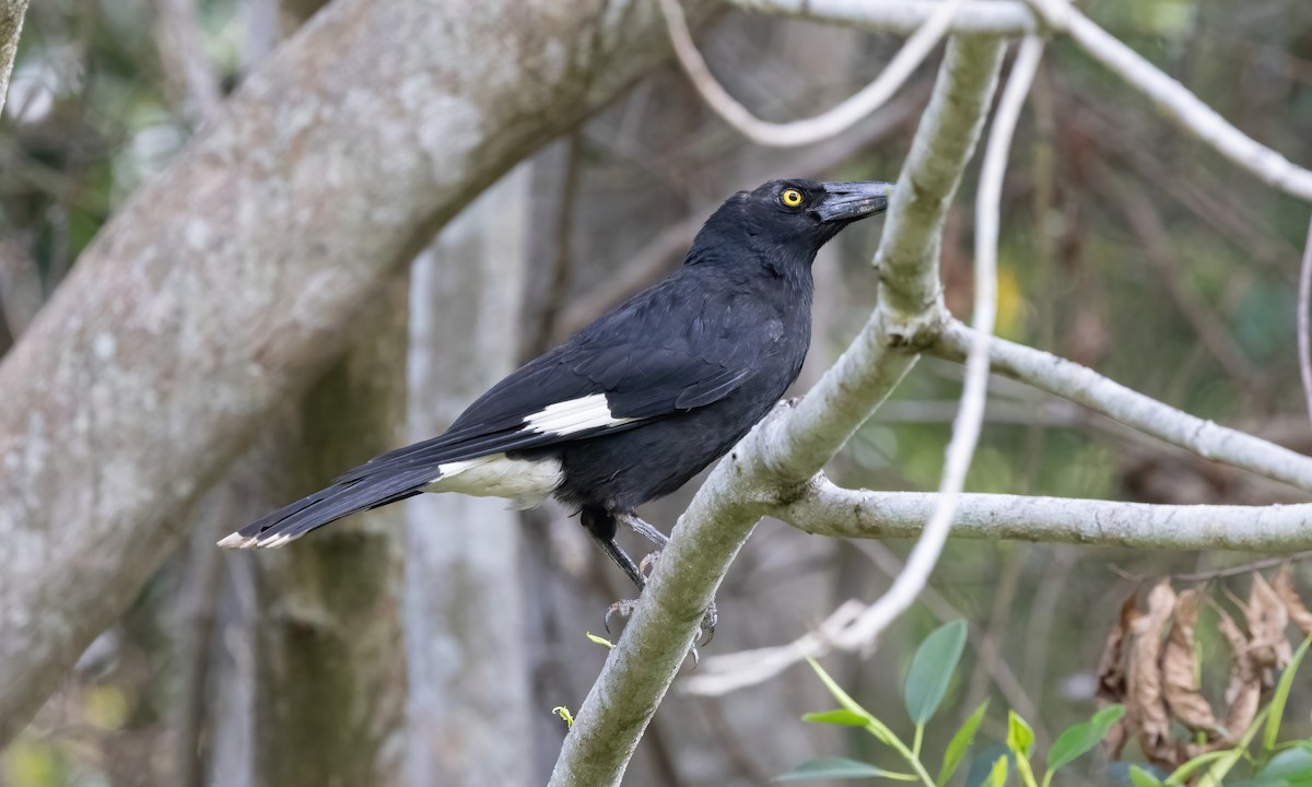 Pied Currawong - ML614628719