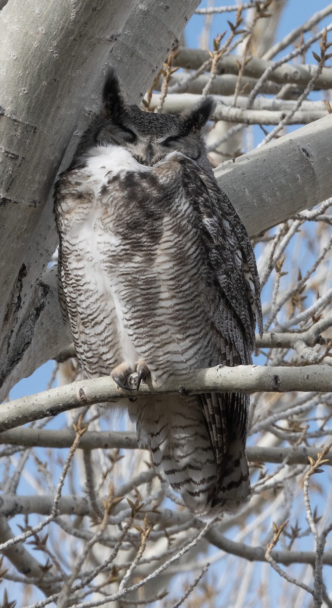 Great Horned Owl - ML614628879