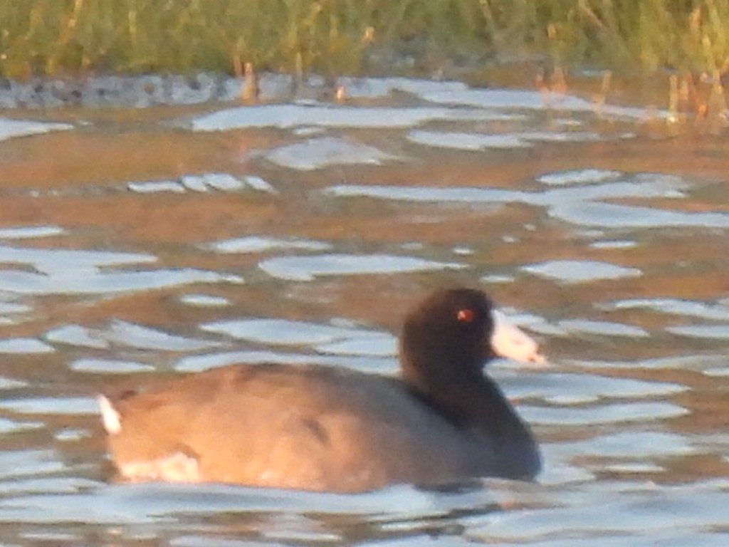 American Coot (Red-shielded) - ML614629037