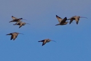 Long-billed Curlew - ML614629134