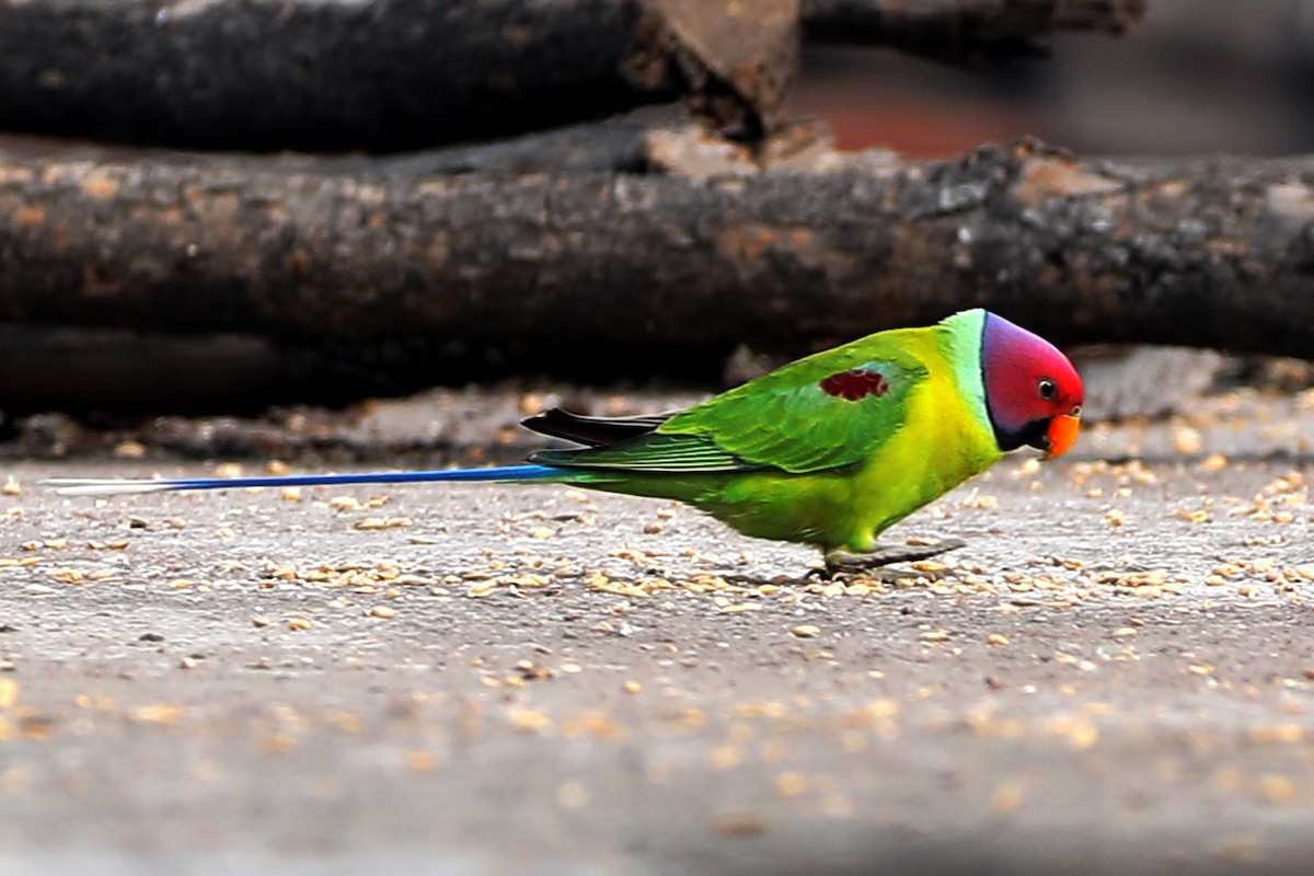 Plum-headed Parakeet - SUBHASH GHULE