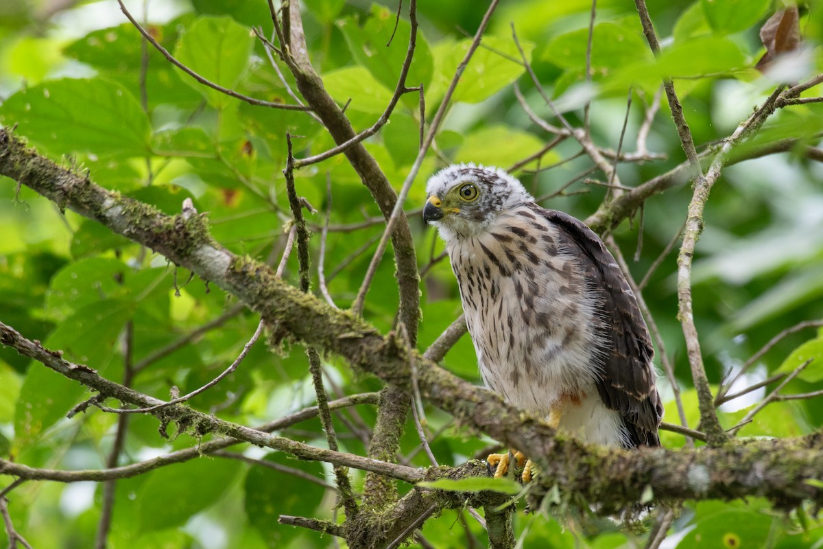 Rufous-thighed Kite - Victor Castanho