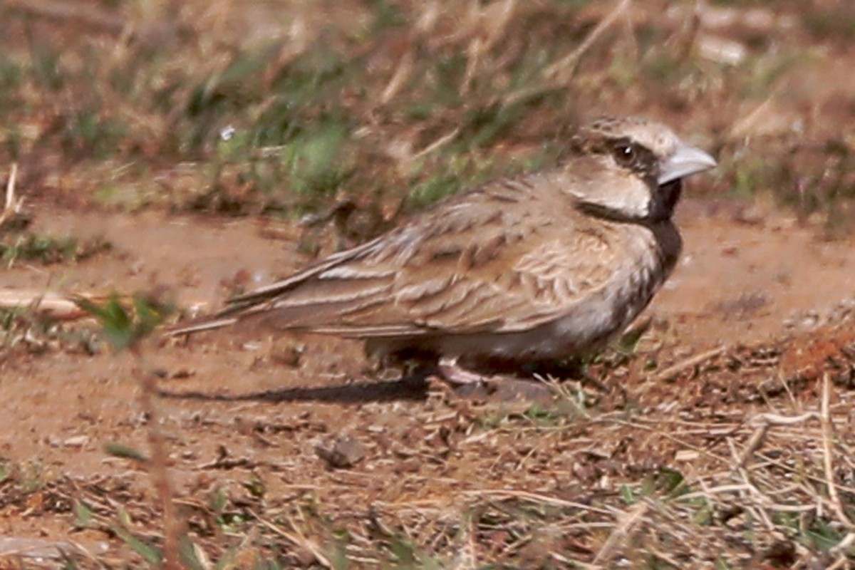 Ashy-crowned Sparrow-Lark - ML614629265