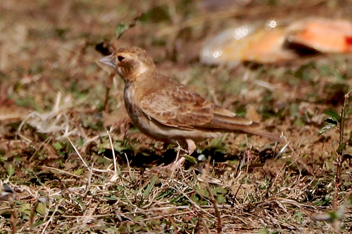 Ashy-crowned Sparrow-Lark - ML614629266