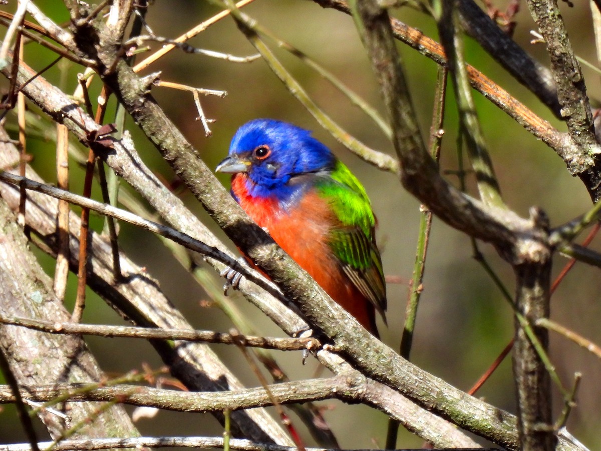 Painted Bunting - ML614629433