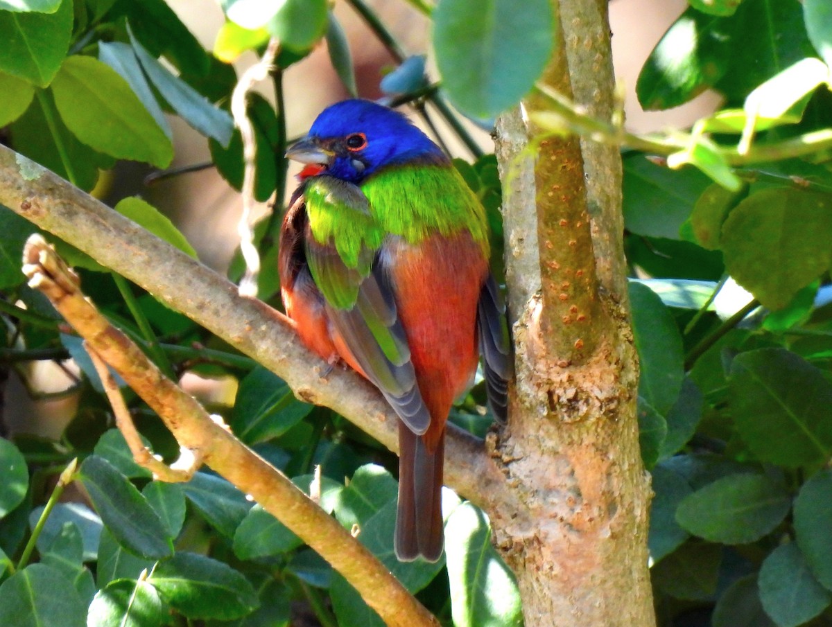 Painted Bunting - Fred Fahmy