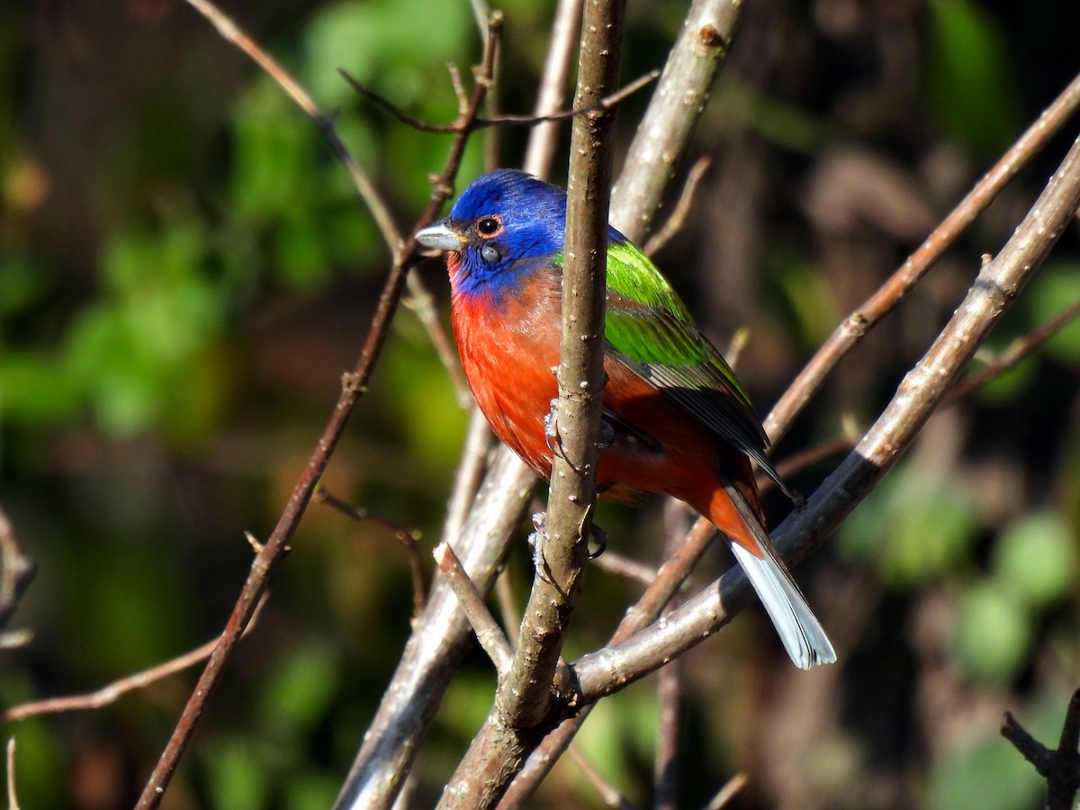 Painted Bunting - ML614629435