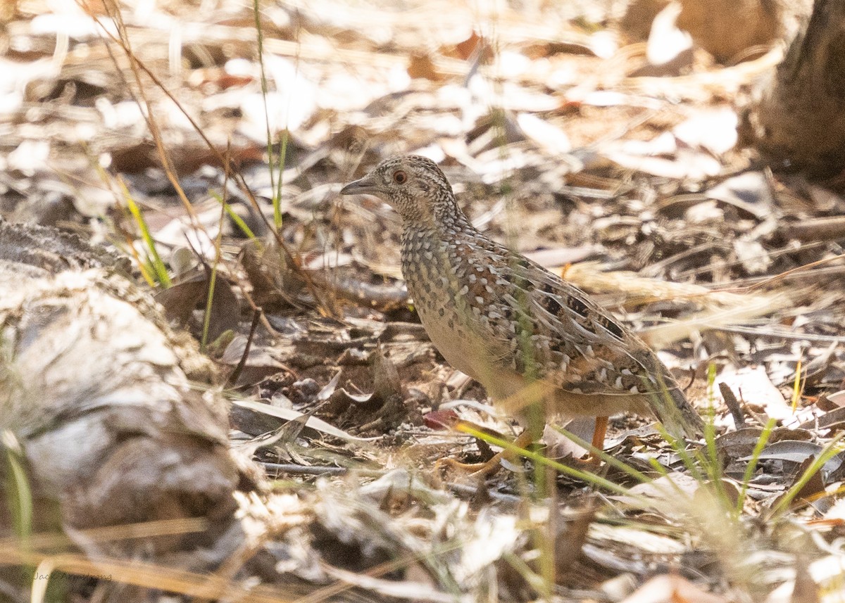 Painted Buttonquail - ML614629478