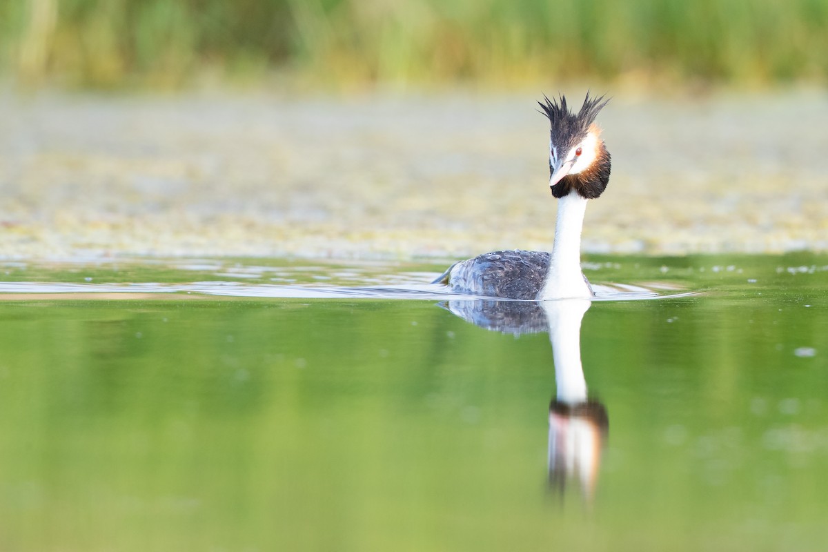 Great Crested Grebe - ML614629491