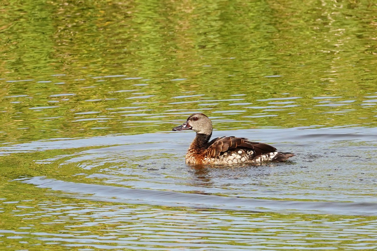 Spotted Whistling-Duck - ML614629514