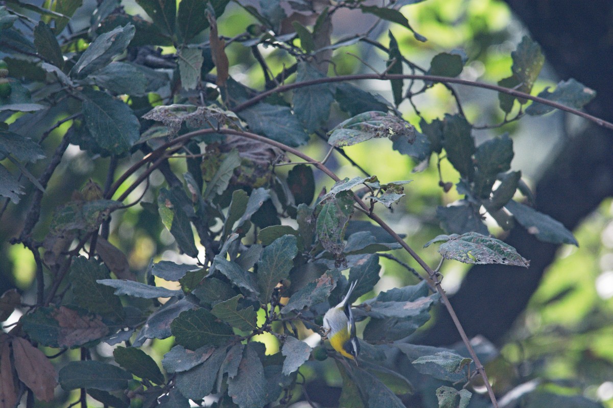 Crescent-chested Warbler - ML614629580