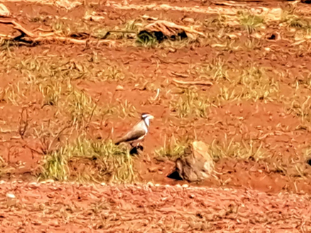 Banded Lapwing - Alan Henry