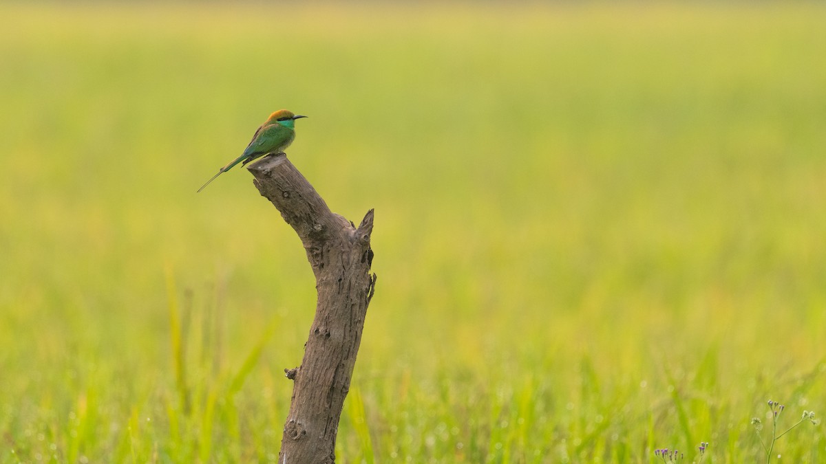 Asian Green Bee-eater - ML614630317
