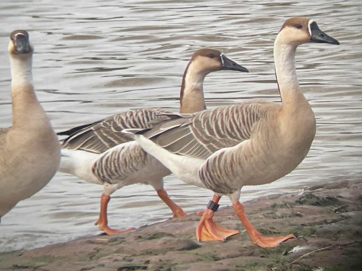 Swan Goose (Domestic type) - ML614630505