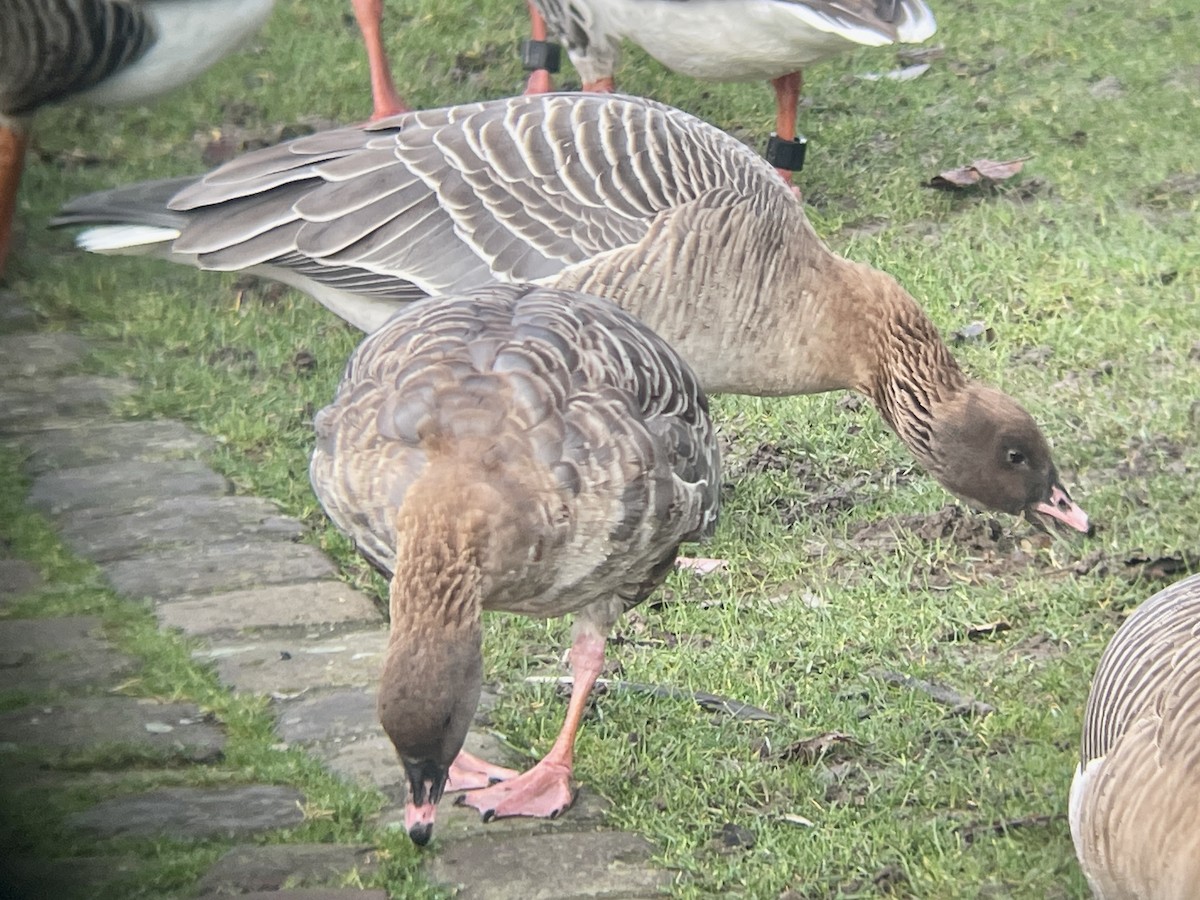 Pink-footed Goose - ML614630508