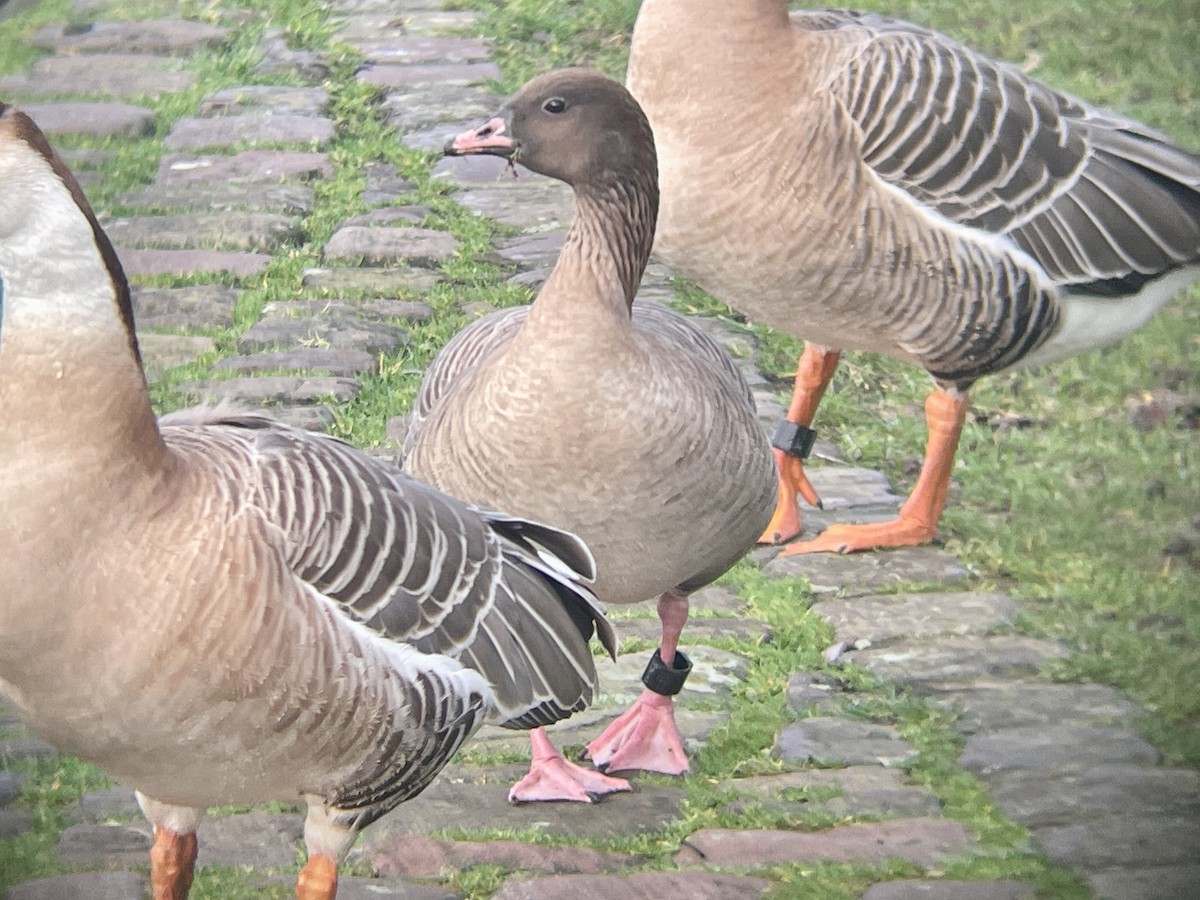 Pink-footed Goose - ML614630509