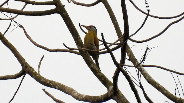 Gray-headed Woodpecker - ML614630517