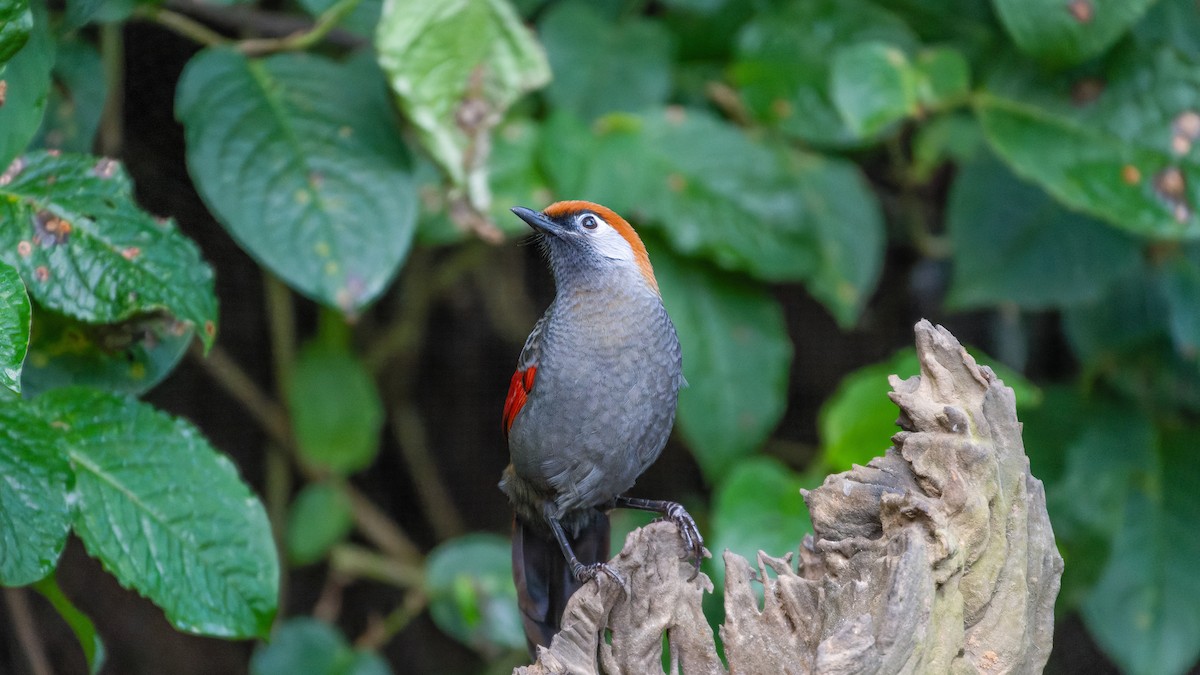 Red-tailed Laughingthrush - Wang Zihao