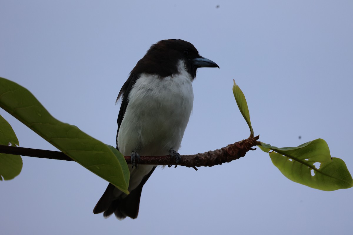 Fiji Woodswallow - ML614631182