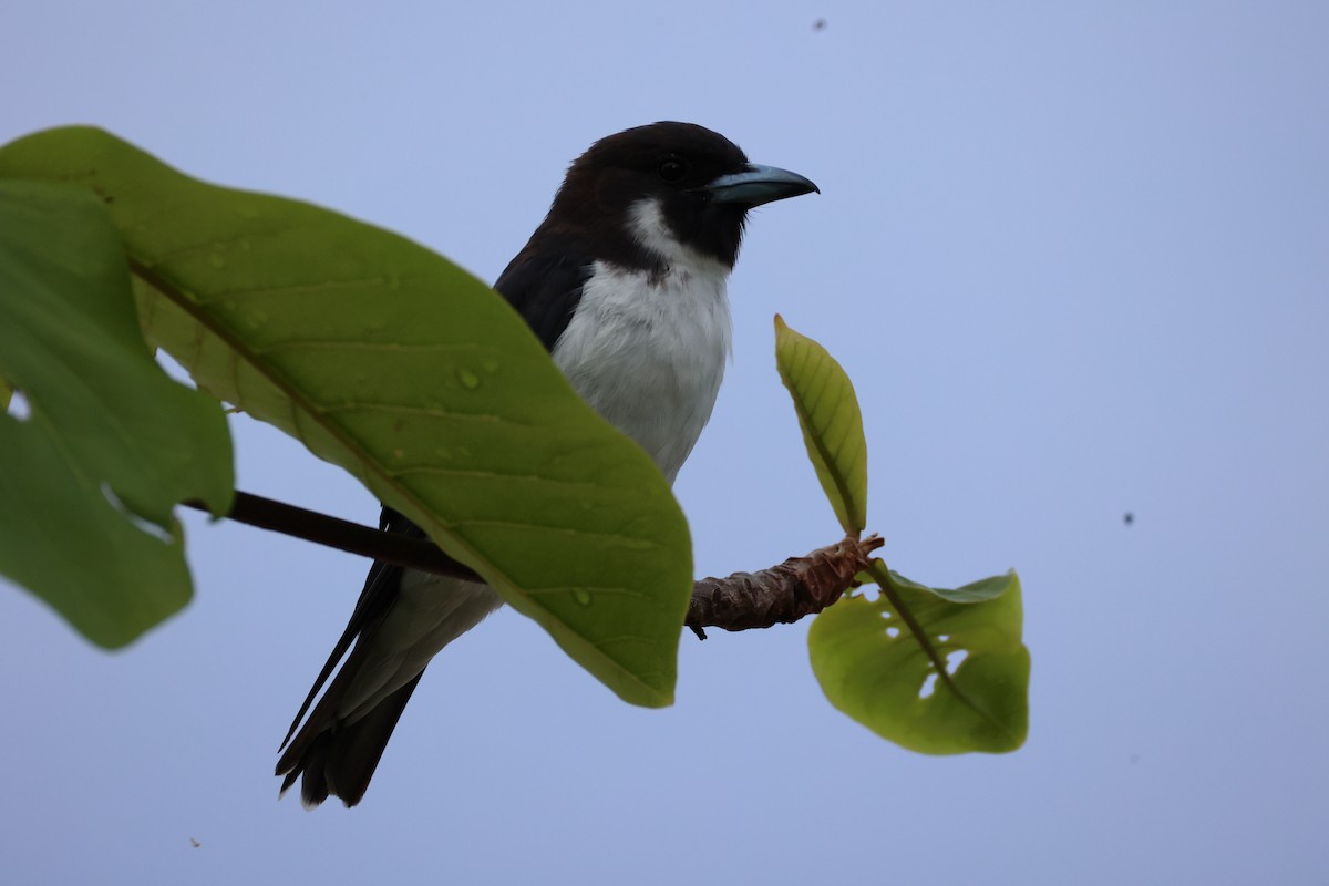 Fiji Woodswallow - ML614631185