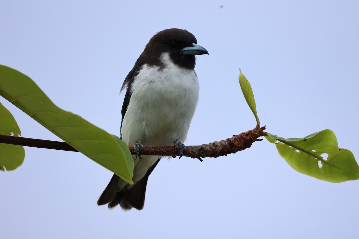 Fiji Woodswallow - Andrew William