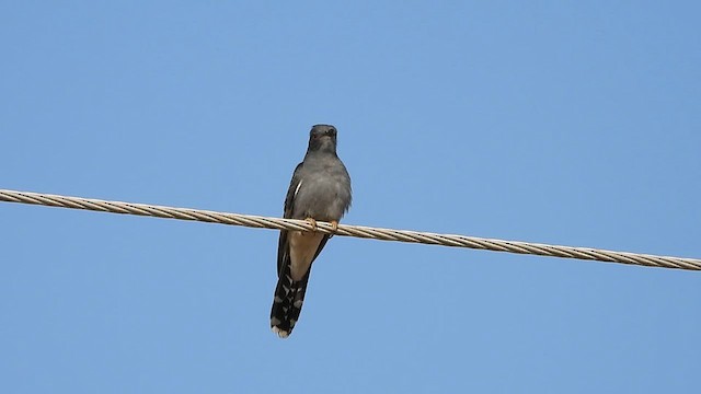 Gray-bellied Cuckoo - ML614631449