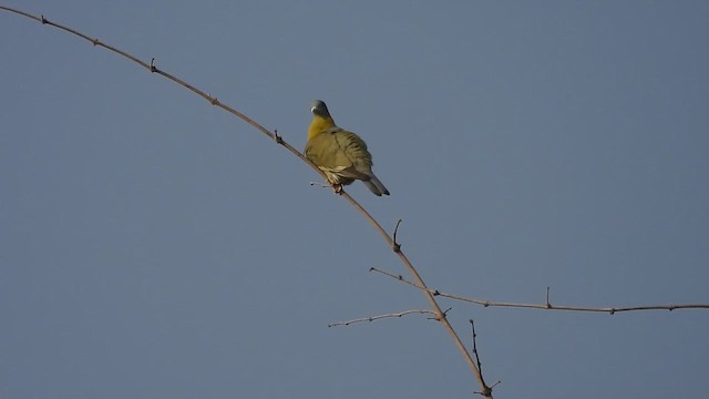 Yellow-footed Green-Pigeon - ML614631527