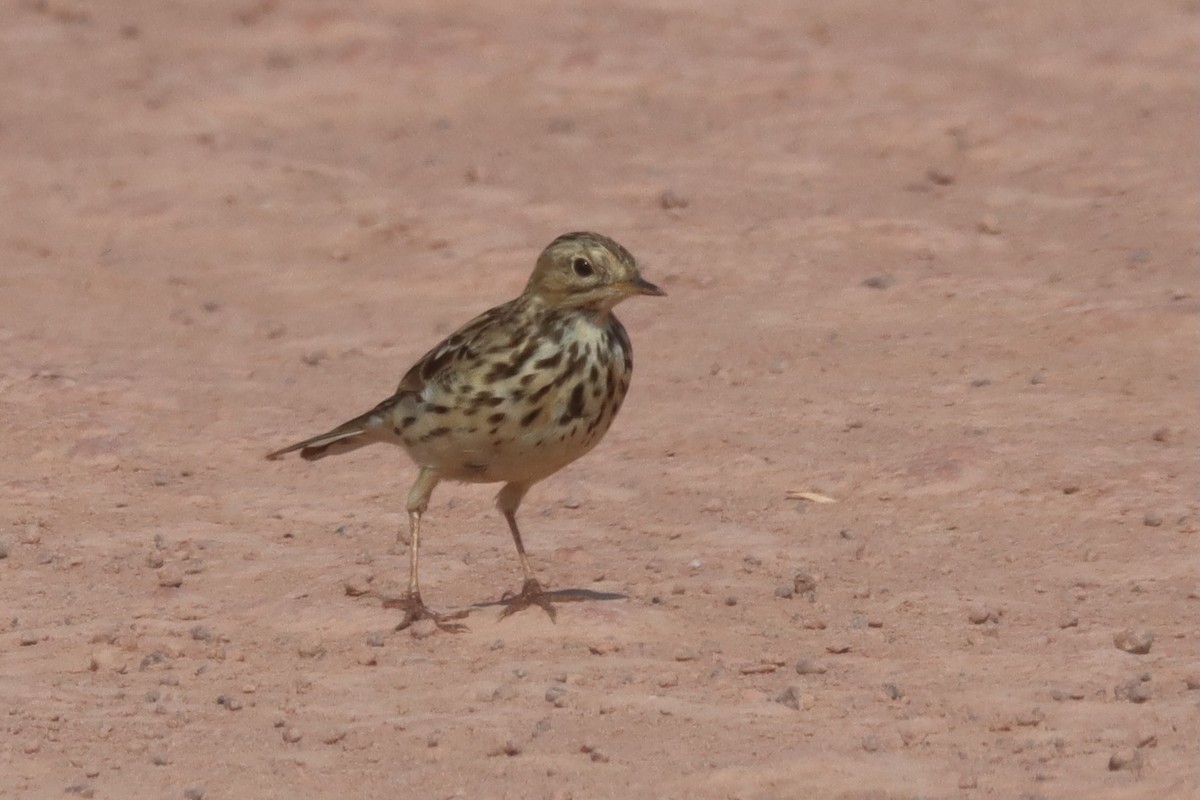 Red-throated Pipit - ML614631570