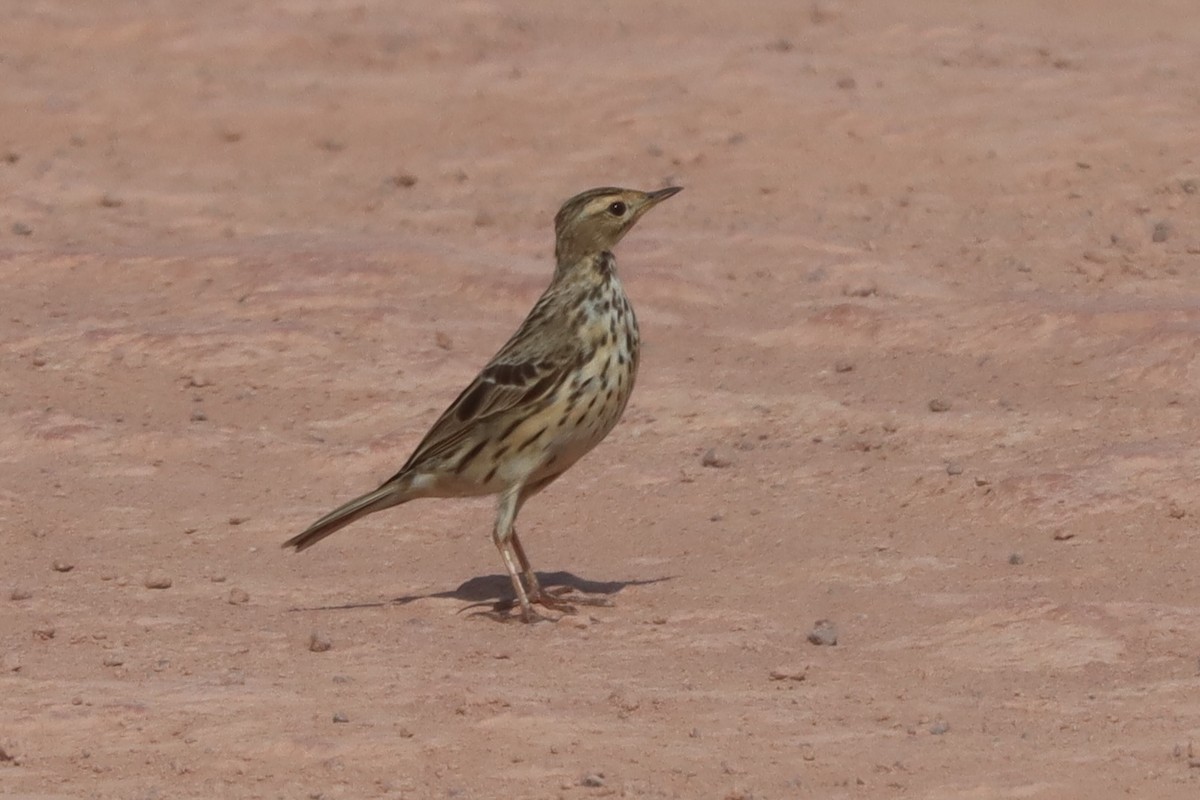 Red-throated Pipit - ML614631571
