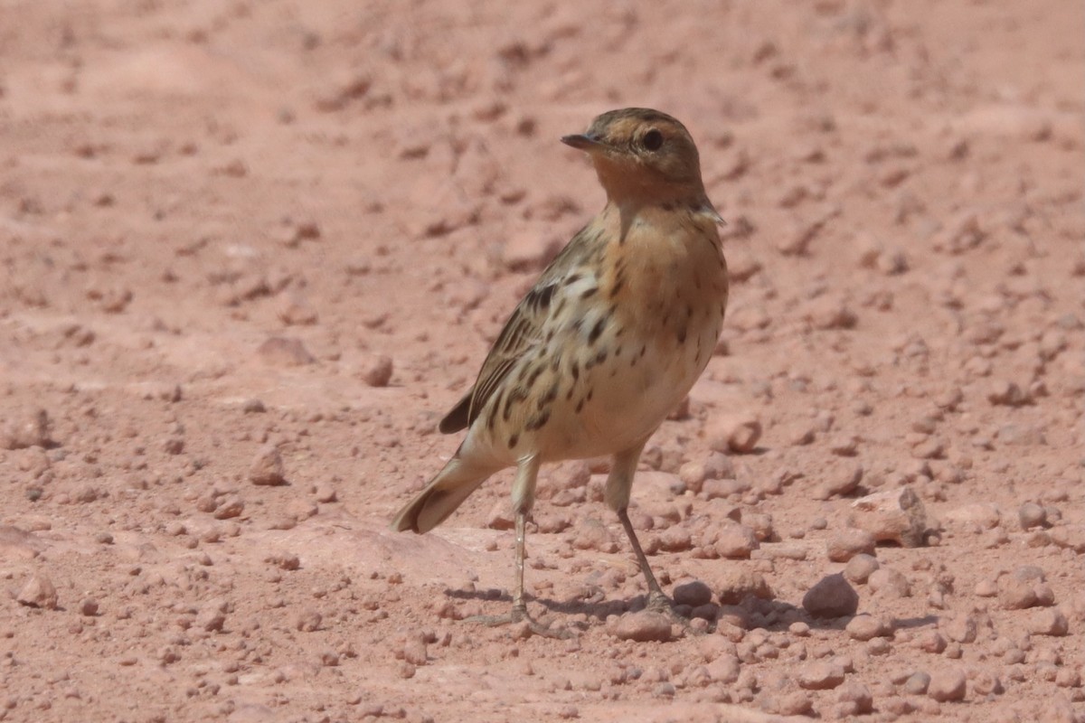 Red-throated Pipit - ML614631572