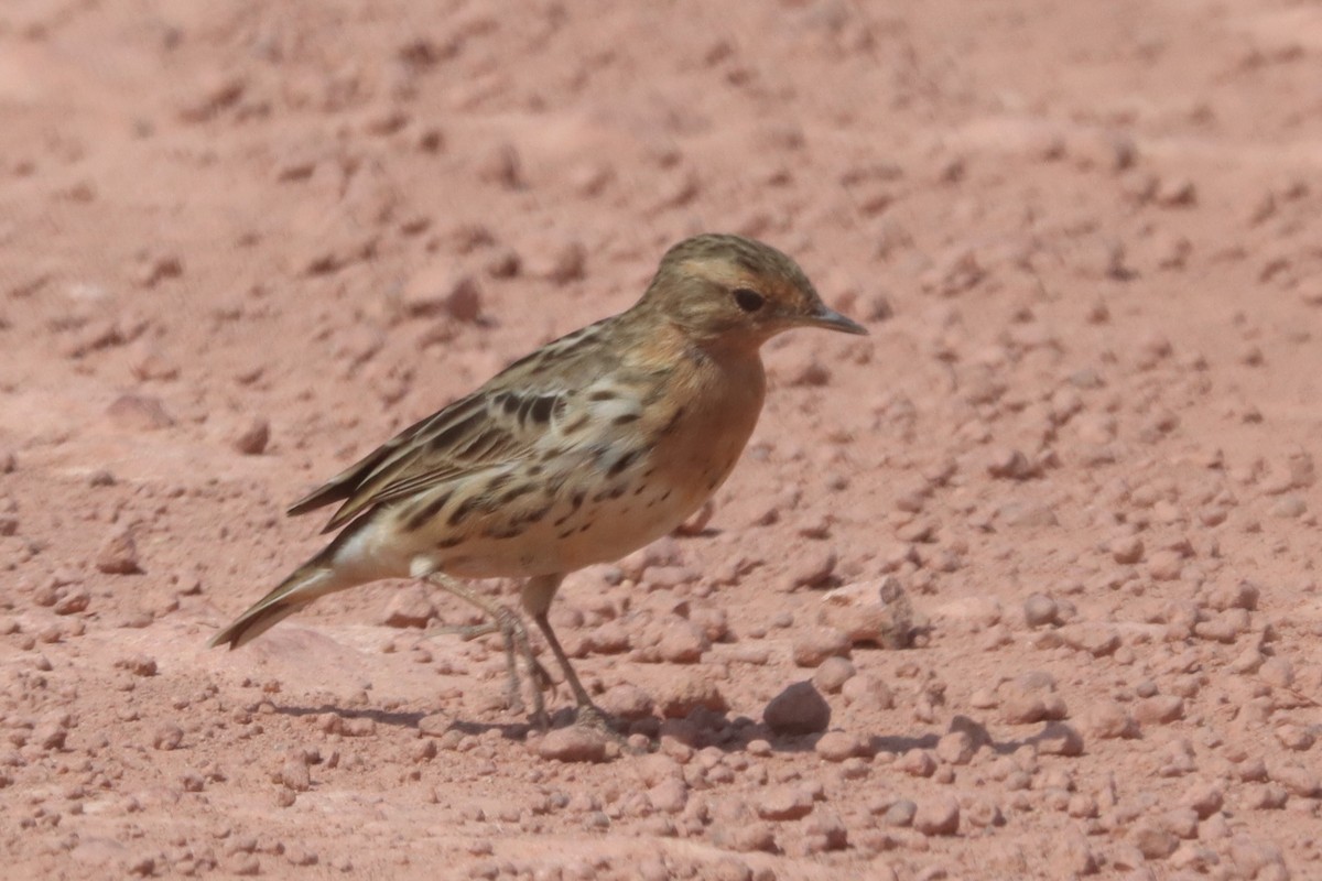 Red-throated Pipit - ML614631573