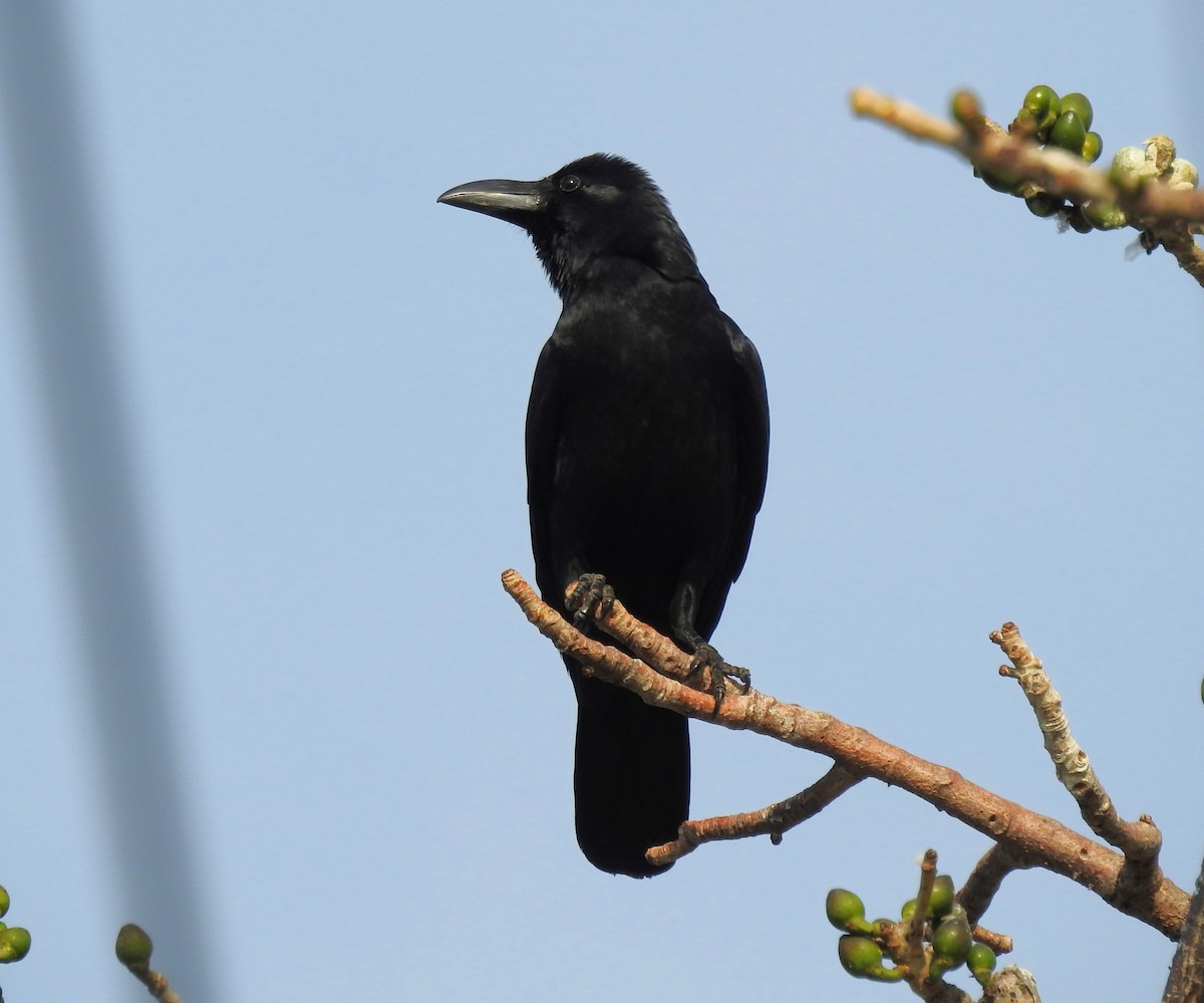 Large-billed Crow (Indian Jungle) - ML614631640