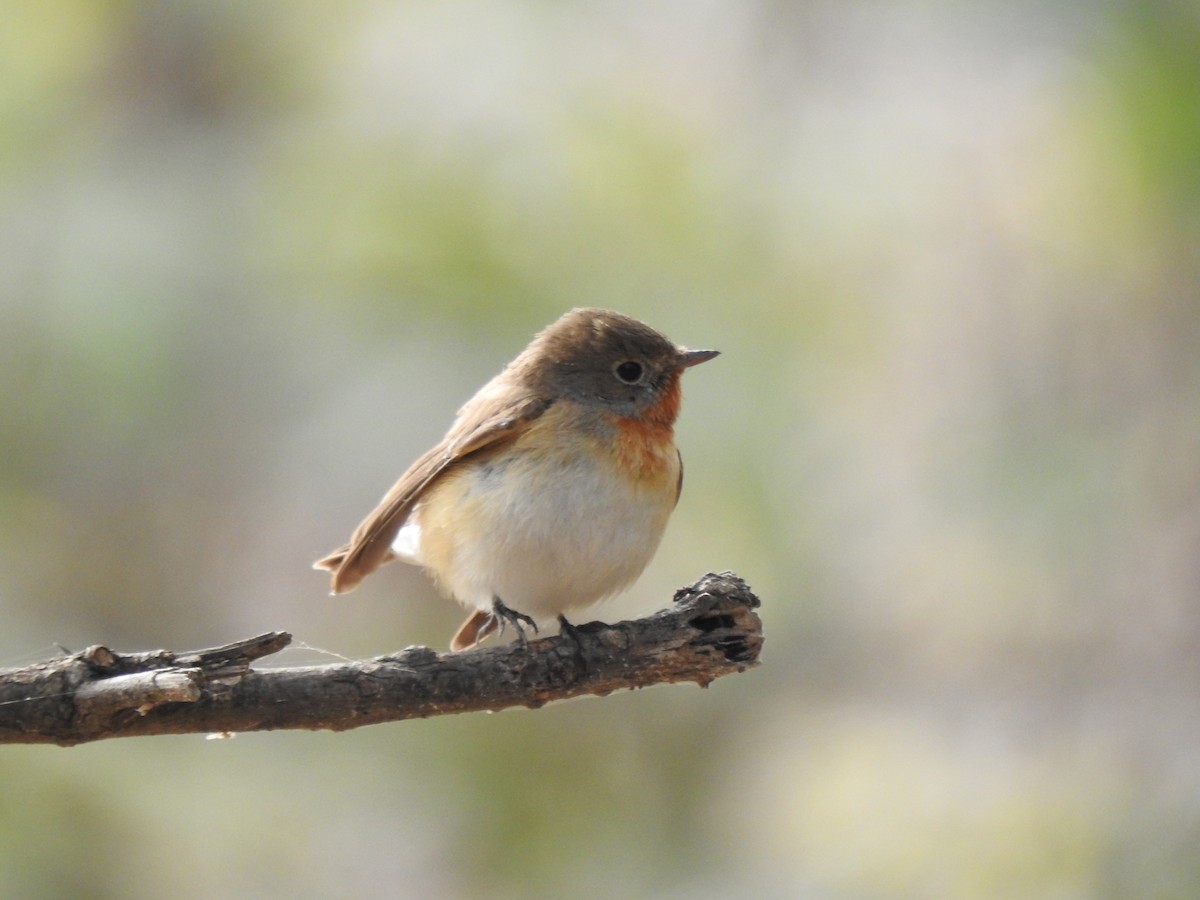 Red-breasted Flycatcher - ML614631655