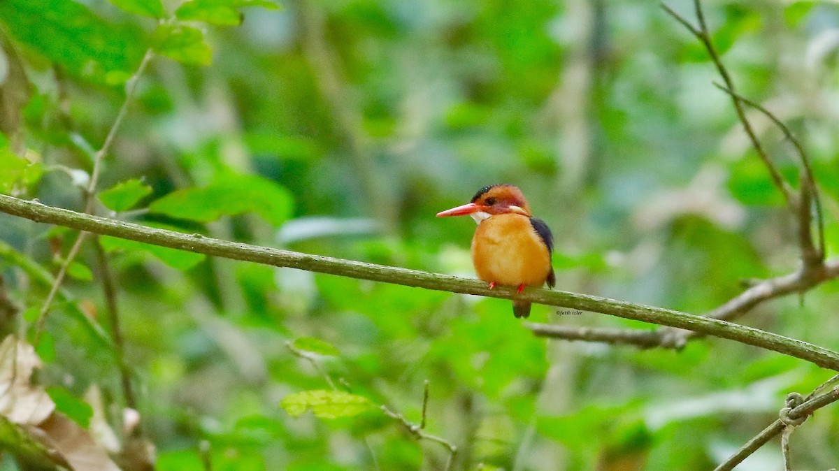 African Pygmy Kingfisher - ML614631666