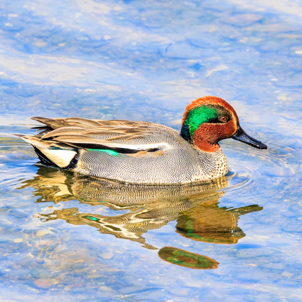Green-winged Teal - ML614631746