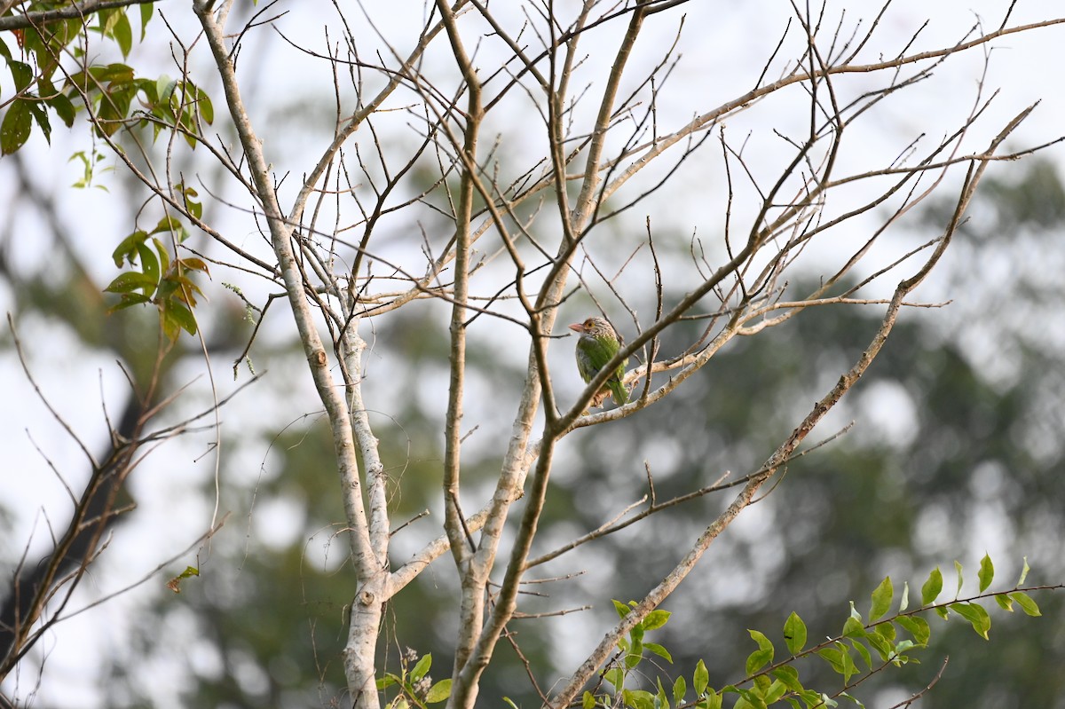 Lineated Barbet - ML614631769