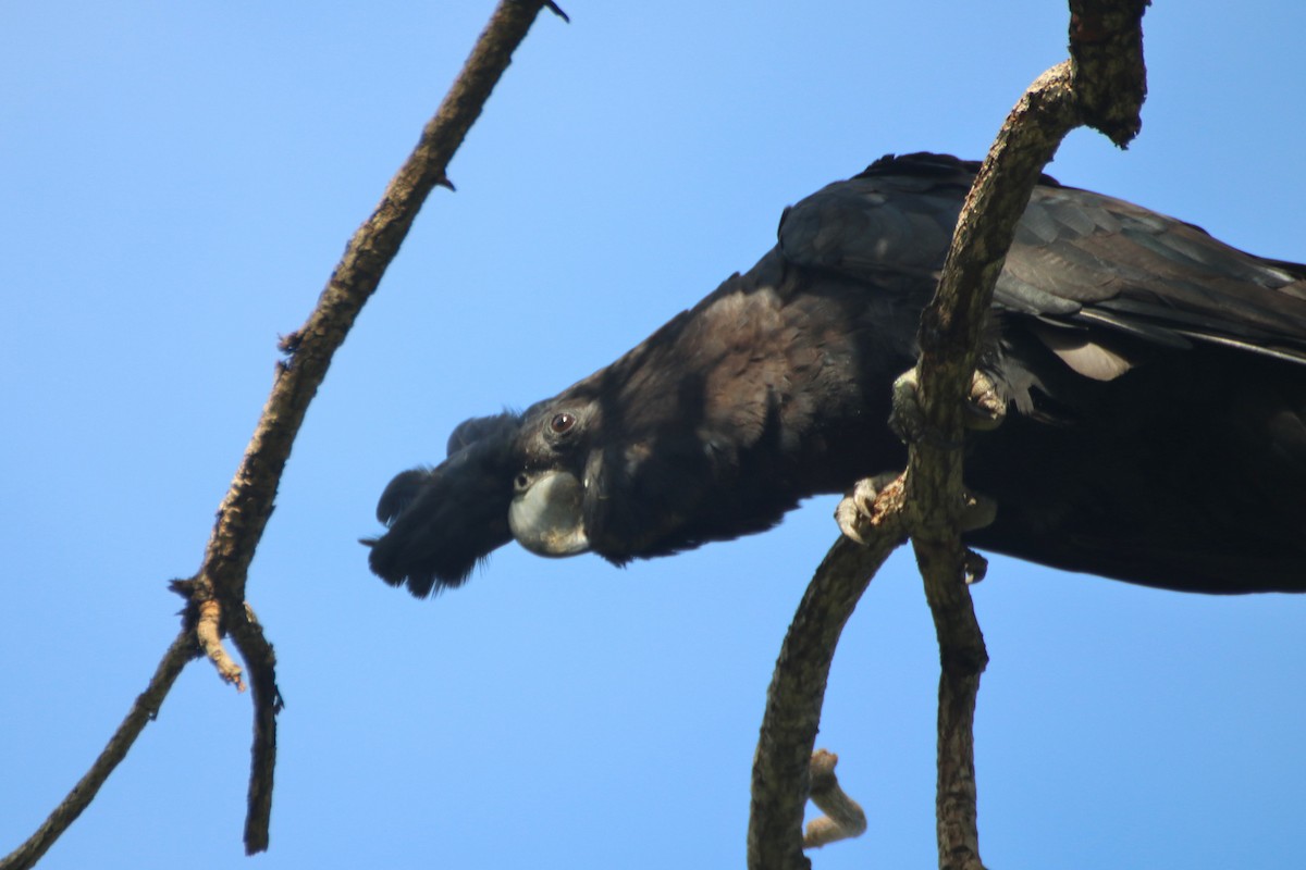 Red-tailed Black-Cockatoo - ML614632155