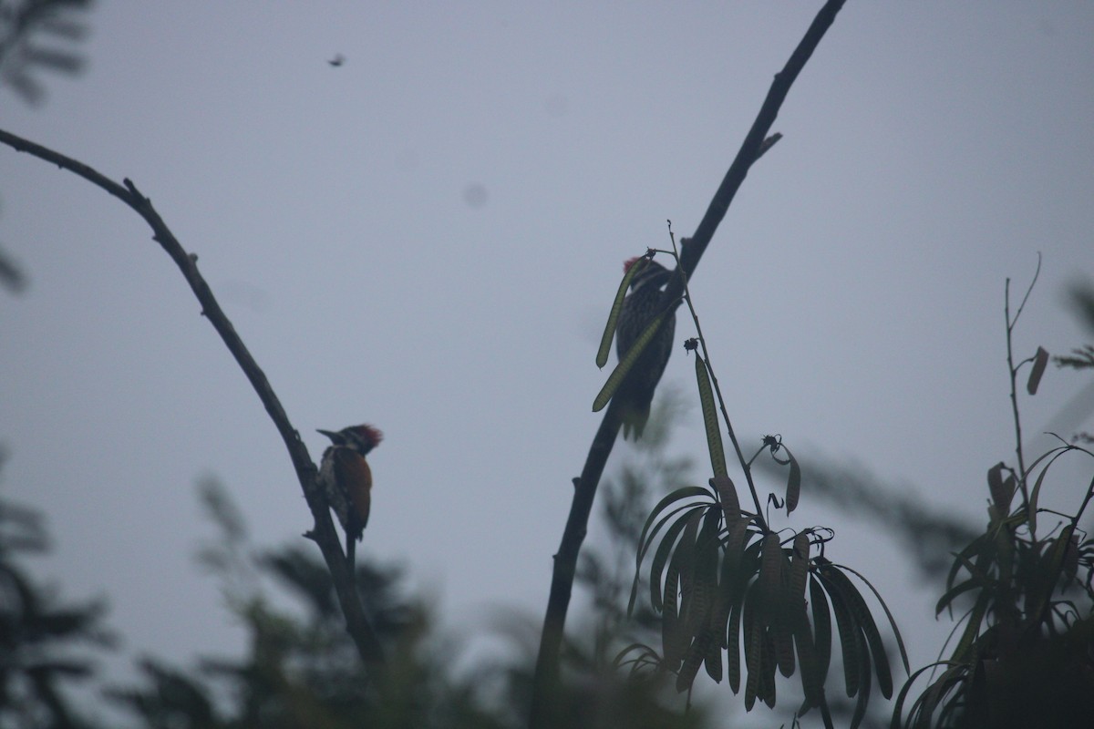 woodpecker sp. - Manoj Poosam