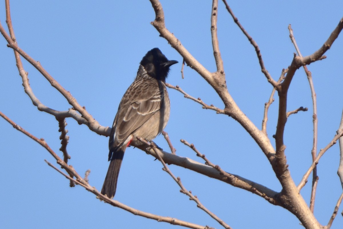 Red-vented Bulbul - ML614632656