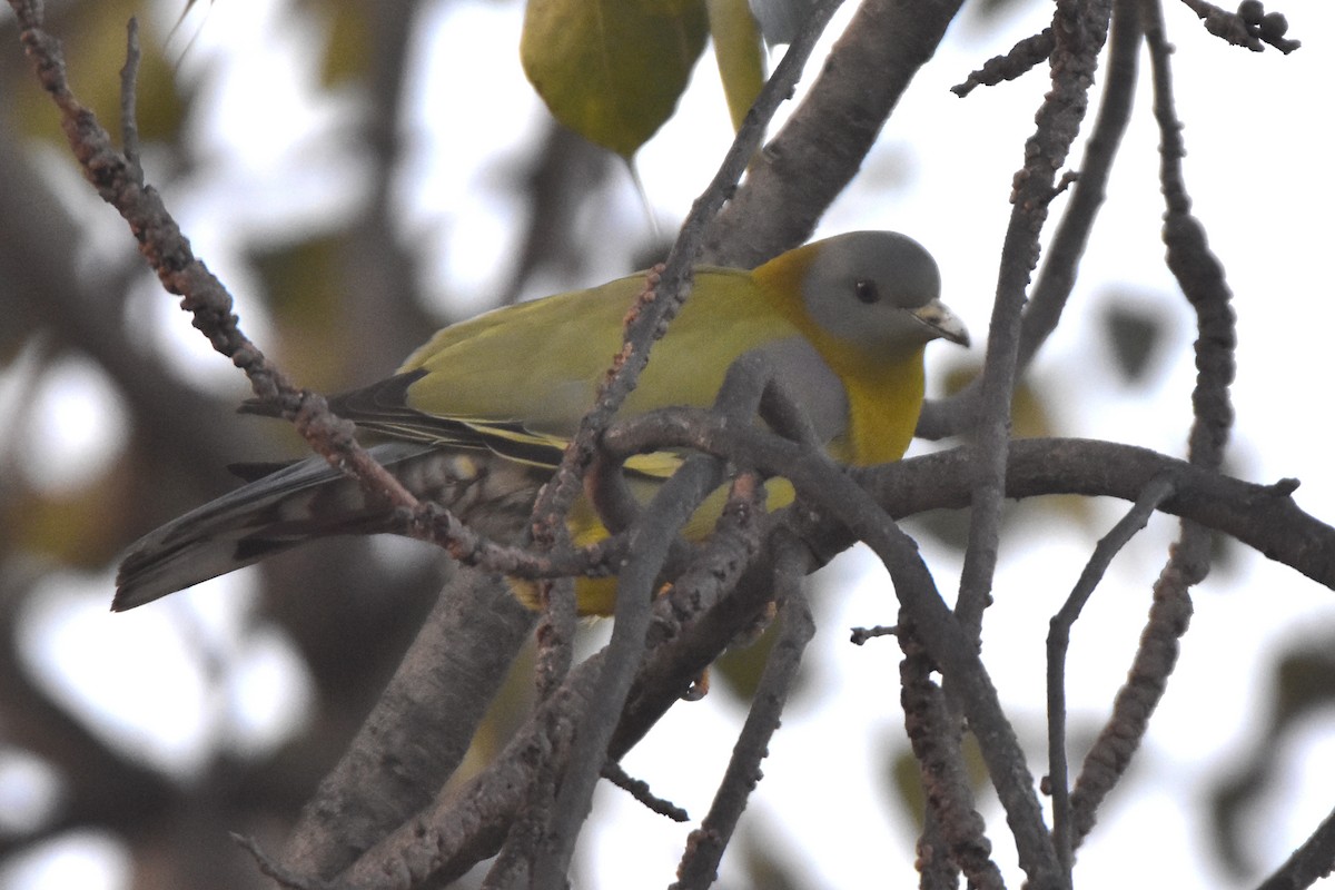 Yellow-footed Green-Pigeon - ML614632675