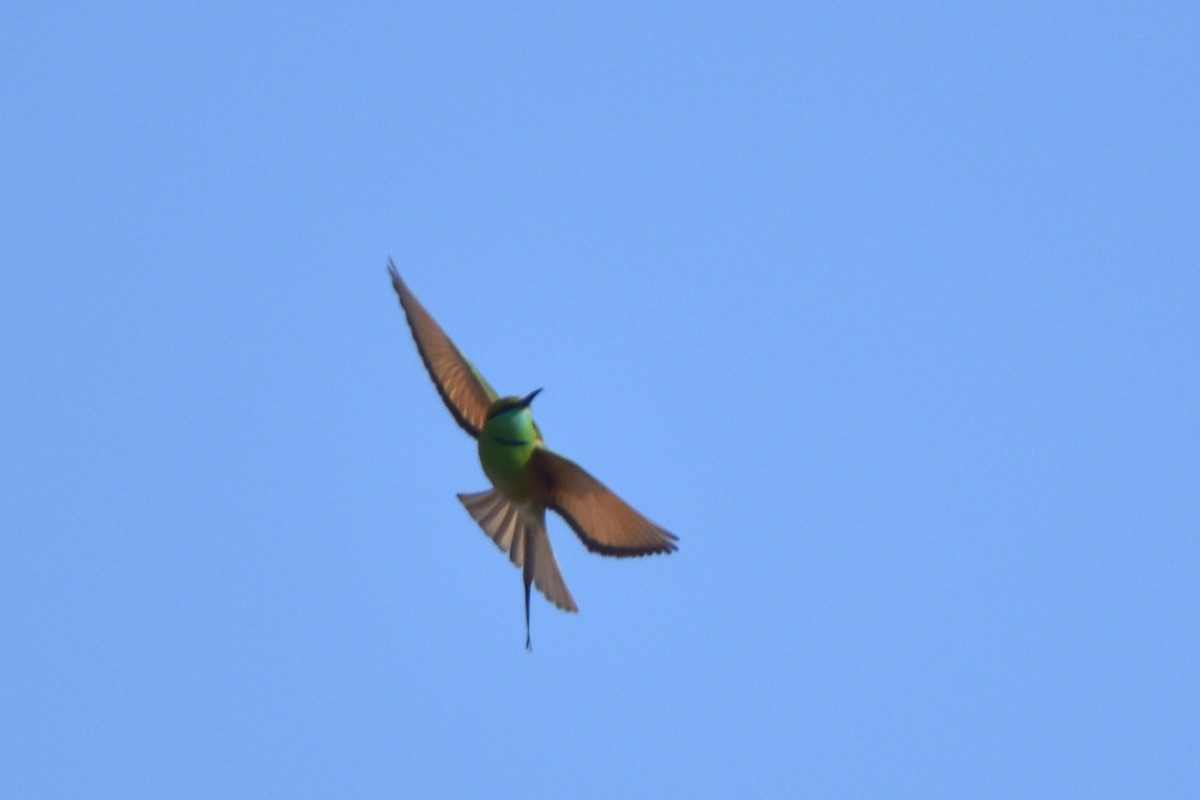Asian Green Bee-eater - ML614632790