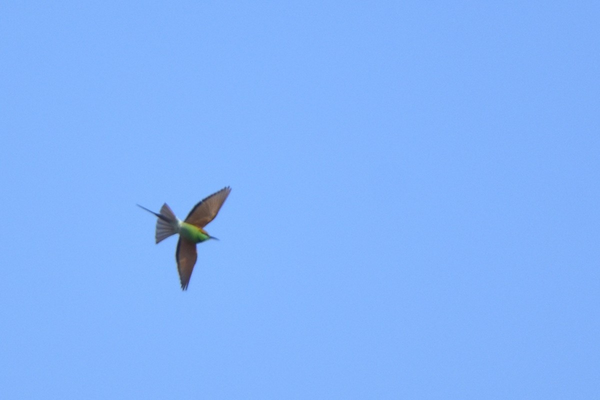 Asian Green Bee-eater - ML614632791