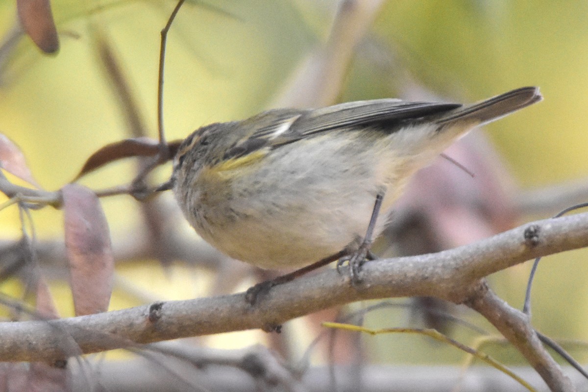 Hume's Warbler - ML614632795