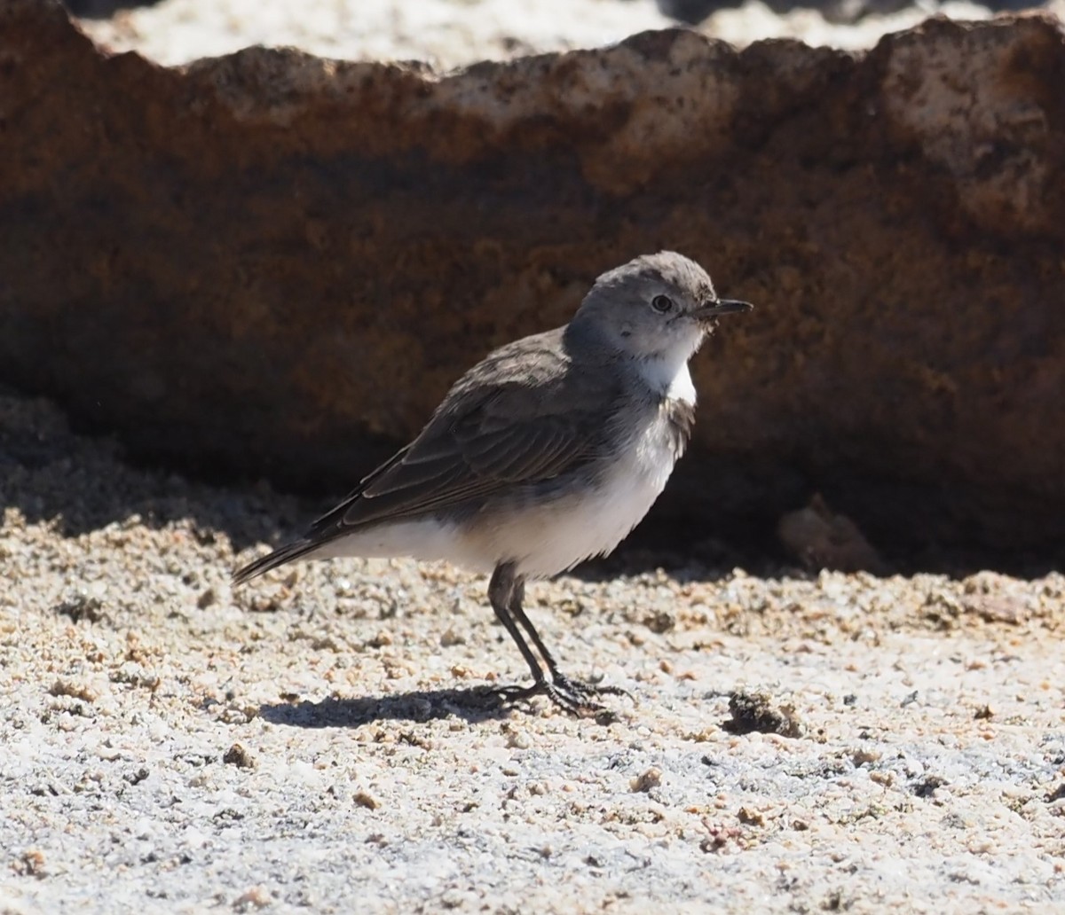 White-fronted Chat - ML614633068