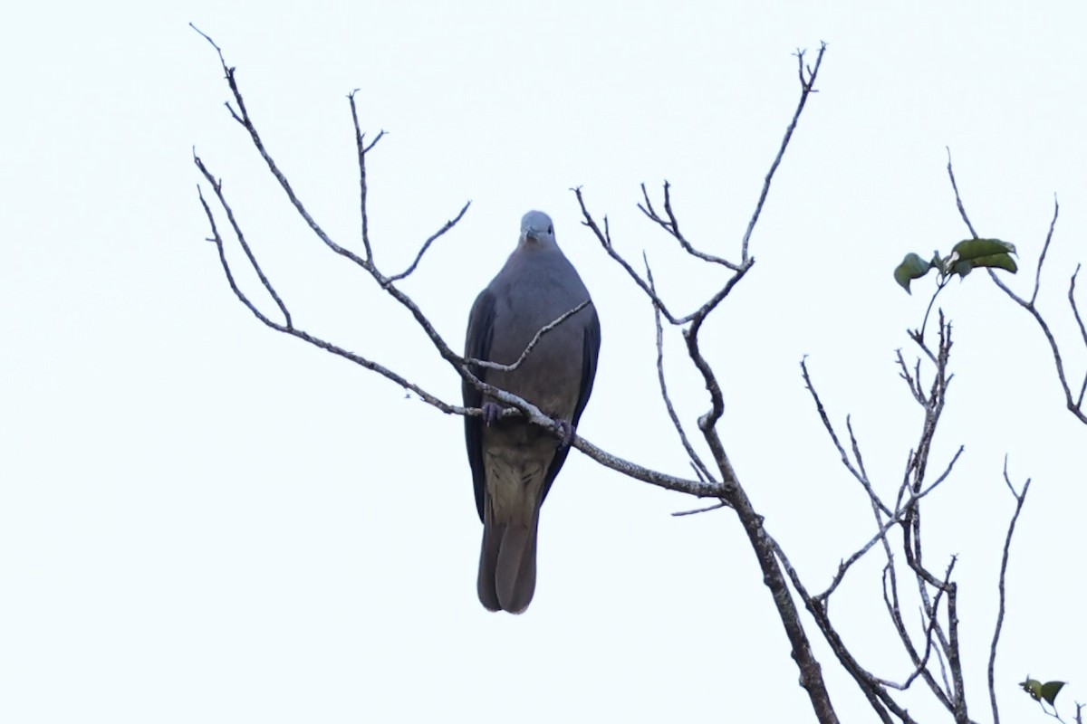 Peale's Imperial-Pigeon - ML614633146