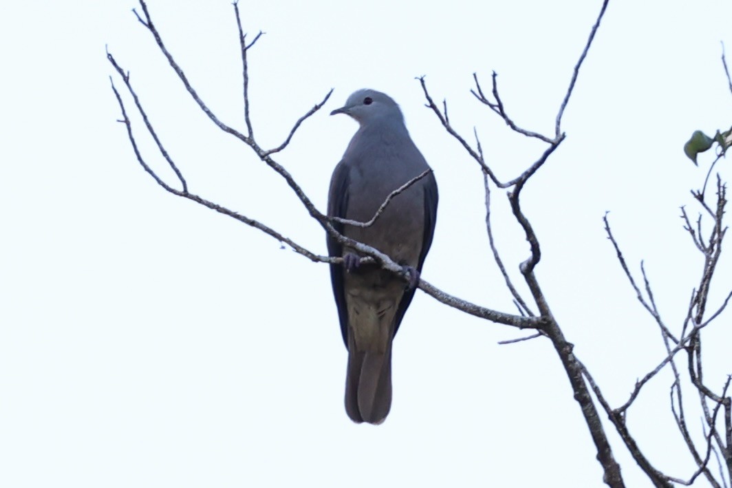 Peale's Imperial-Pigeon - ML614633147